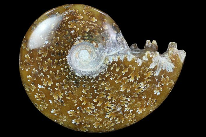 Polished, Agatized Ammonite (Cleoniceras) - Madagascar #97332